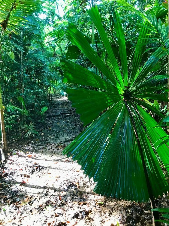 הוילה דיוואן Daintree Siesta מראה חיצוני תמונה