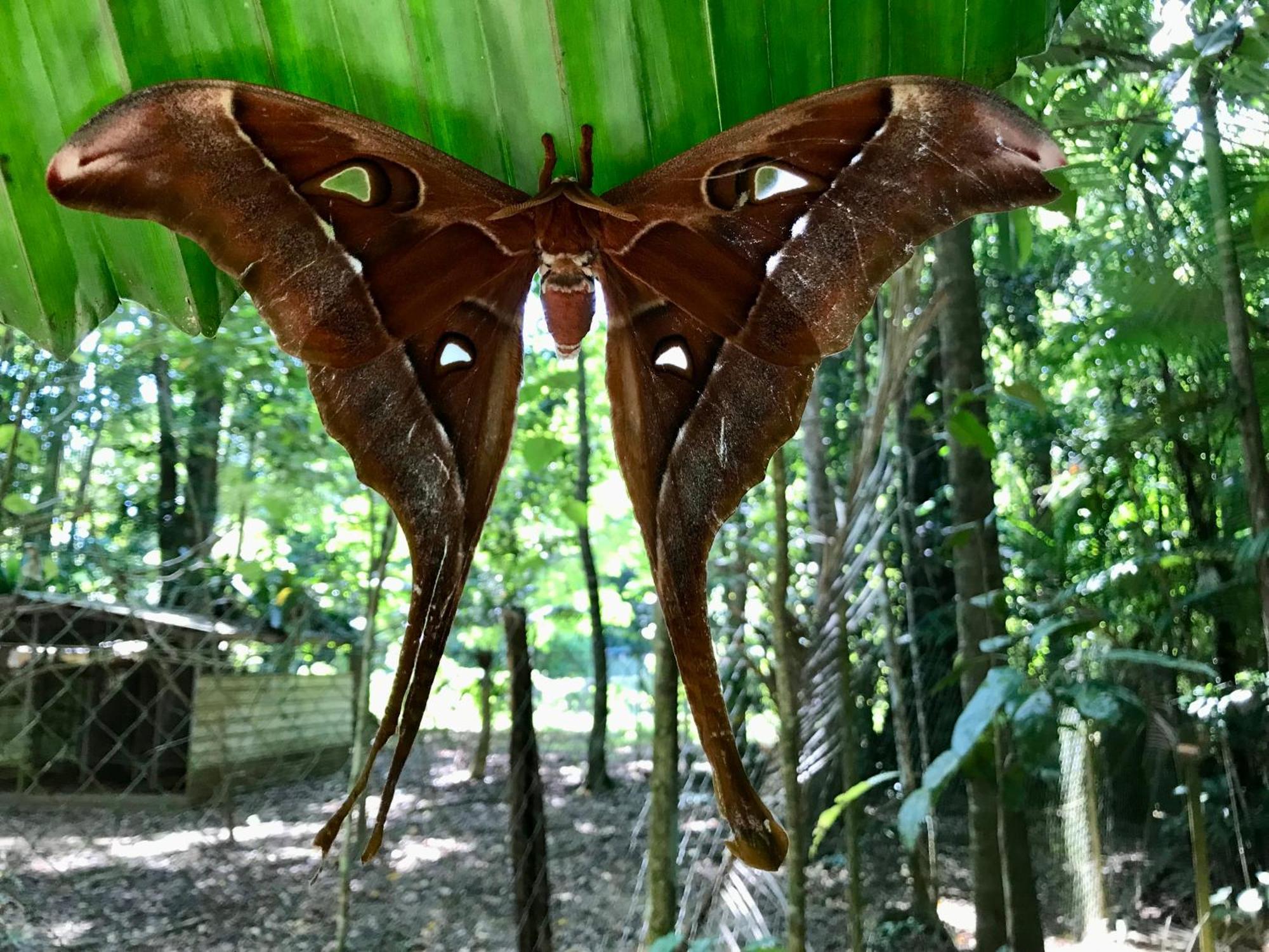 הוילה דיוואן Daintree Siesta מראה חיצוני תמונה