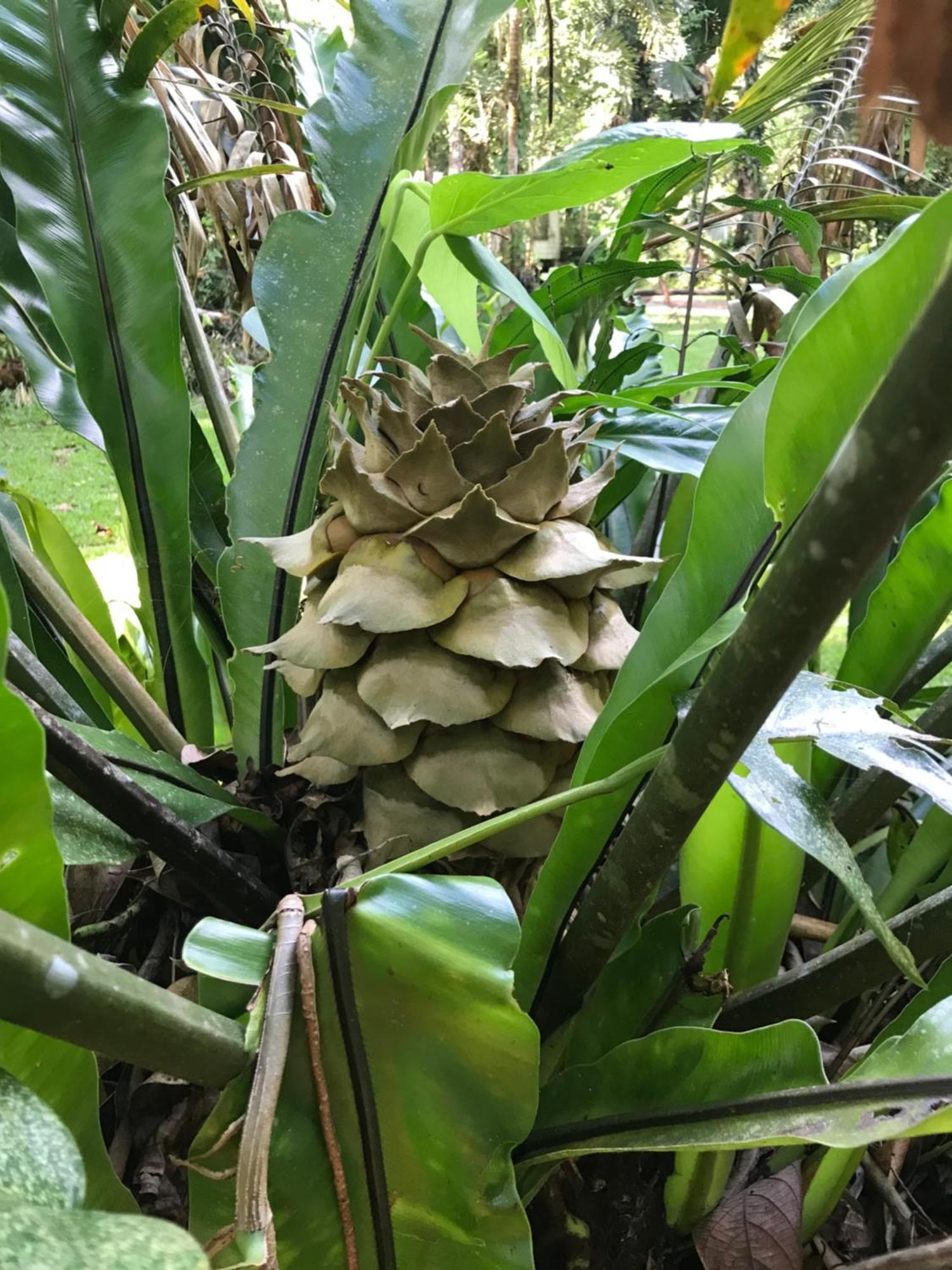 הוילה דיוואן Daintree Siesta מראה חיצוני תמונה