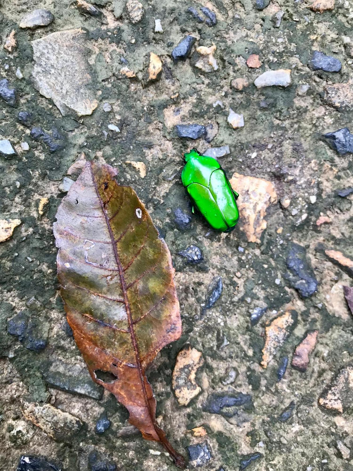 הוילה דיוואן Daintree Siesta מראה חיצוני תמונה